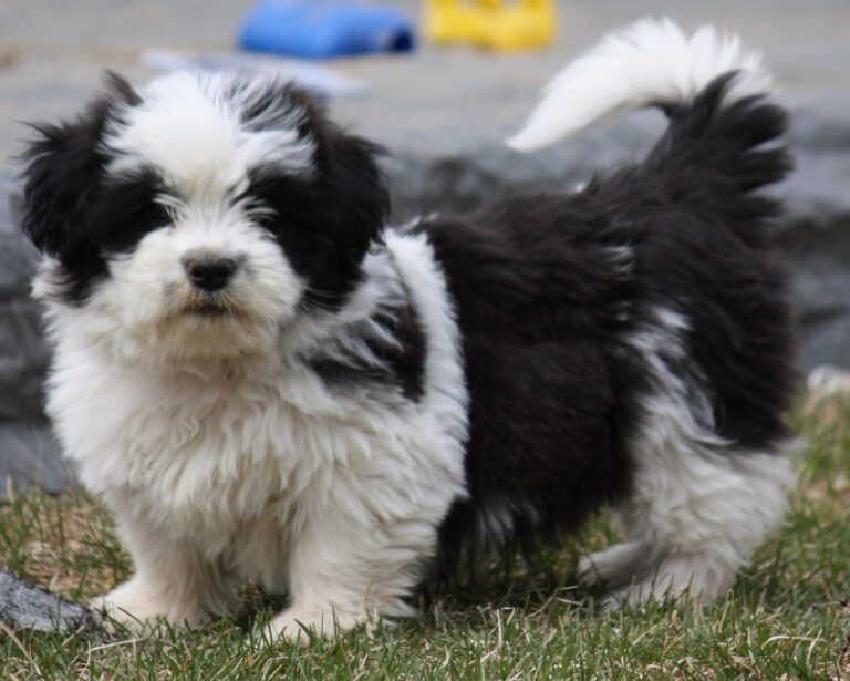 The Shorgi Dog Breed: A Comprehensive Guide
