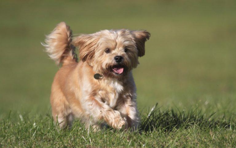 The Shorkie Tzu: Small Dog with a Big Personality