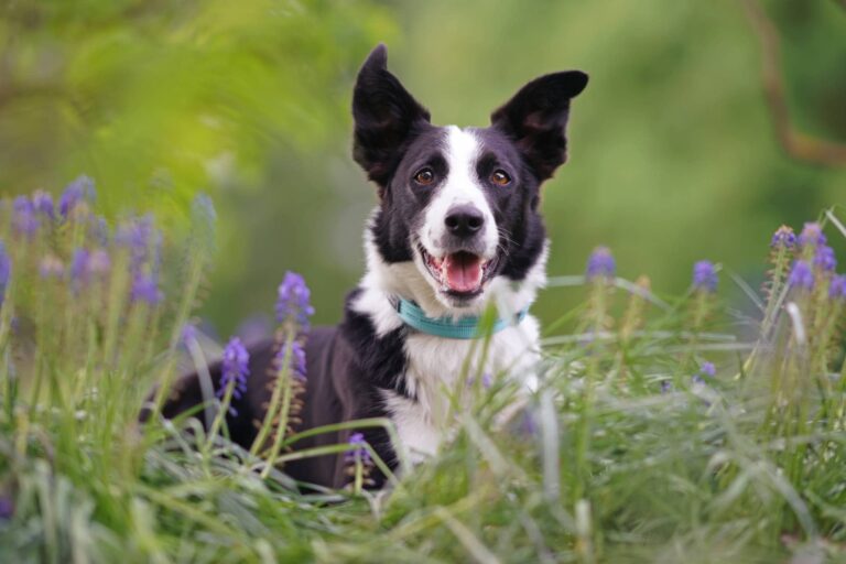 The Brilliant and Energetic Short Haired Border Collie