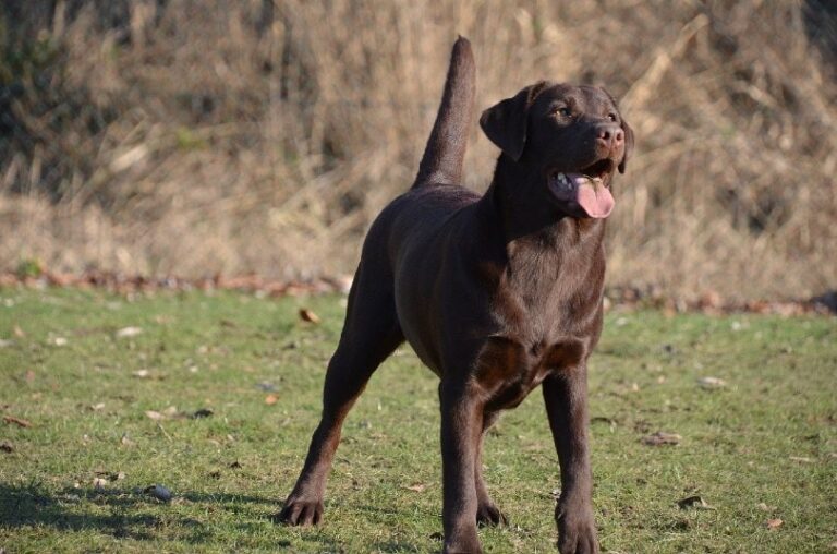 Short Haired Dog Breeds: A Dog Lover&lsquo;s Guide to Low-Maintenance Canine Companions
