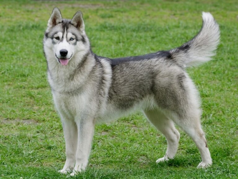 The Siberian Husky: A Complete Guide to this Stunning and Spirited Breed