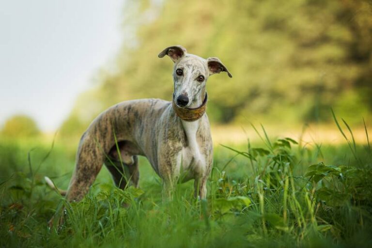 7 Sighthound Dog Breeds: Facts & Pictures
