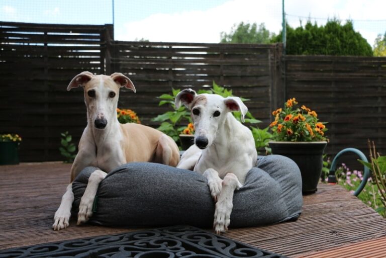 Sighthounds: Swift, Sleek, and Stunning Dogs