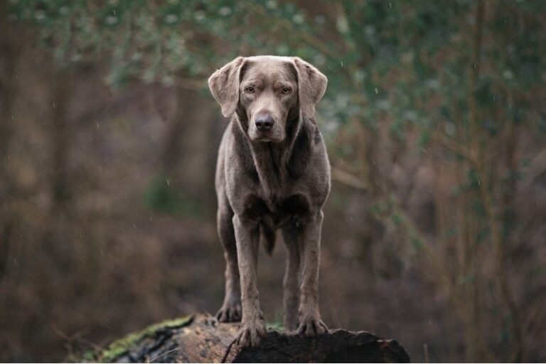 The Mesmerizing Silver Labrador Retriever: A Comprehensive Guide