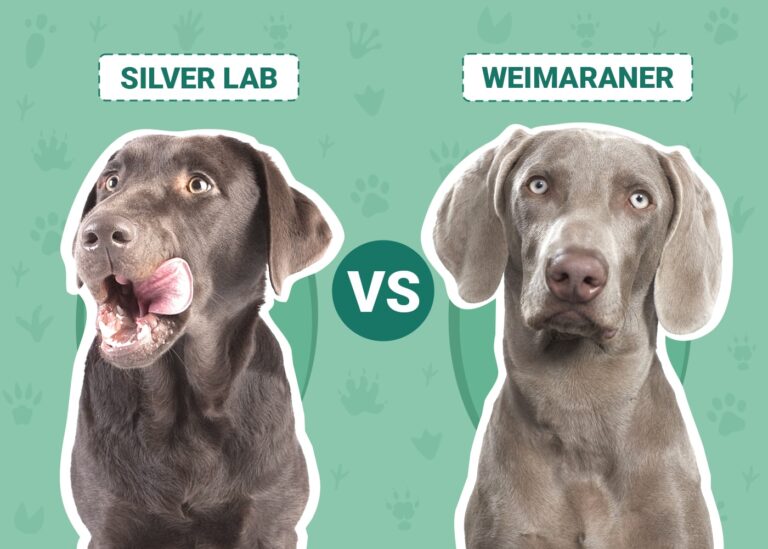 Silver Labrador vs Weimaraner: A Dog Lover&lsquo;s Guide to Choosing and Caring for Your Canine Companion