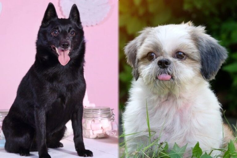 The Skip Shzu: Tiny Dog with a Big Personality
