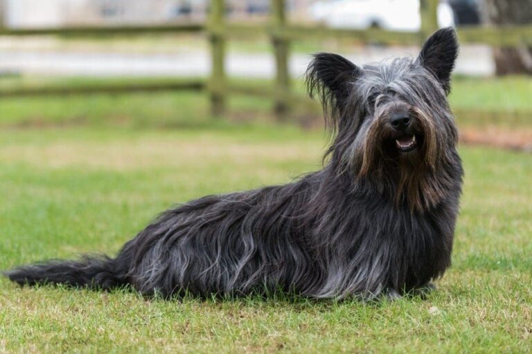 Skye Terrier Dog Breed: Info, Pictures, Facts, & Traits