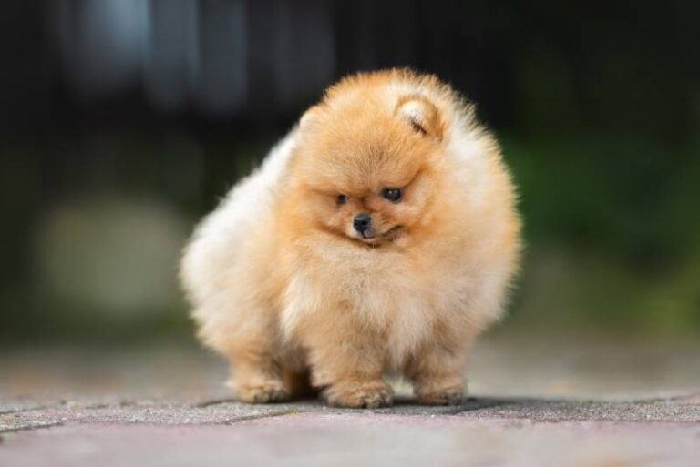 10 Smallest Dog Breeds: Pictures, Facts & History