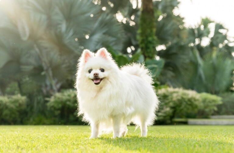 14 Small White Dog Breeds – Pictures, Facts & History