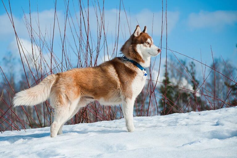 15 Snow Dog Breeds That Love Wintery Weather: Pictures & Facts
