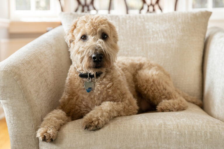 The Soft Coated Wheaten Terrier: Ireland&lsquo;s Joyful and Energetic Farm Dog