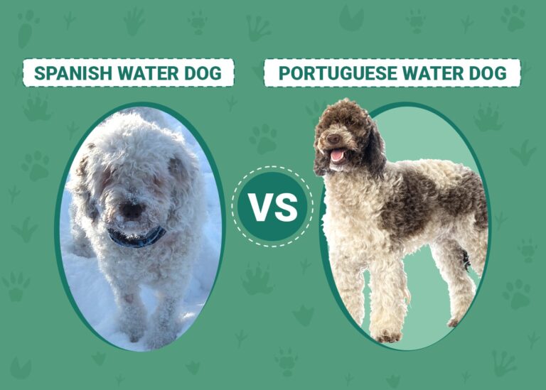 Spanish Water Dog vs. Portuguese Water Dog: Differences Explained (With Pictures)