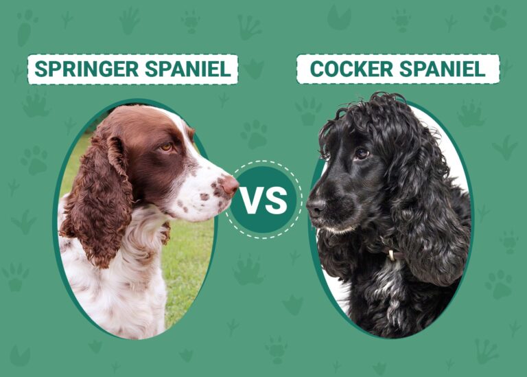 Springer Spaniel vs Cocker Spaniel: Key Differences (With Pictures)