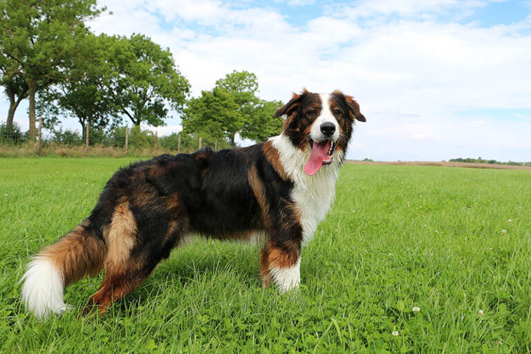 Saint Bernard Australian Shepherd Mix: The Ultimate Guide for Dog Lovers