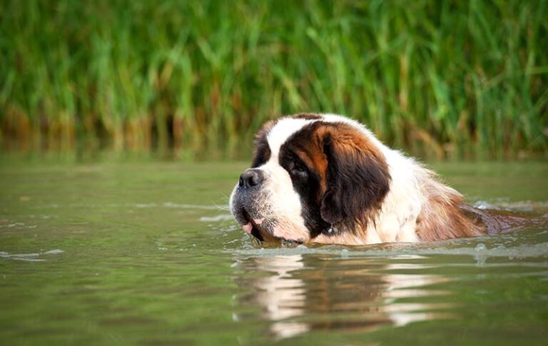 Colors of the Gentle Giant: An In-Depth Look at St Bernard Coats