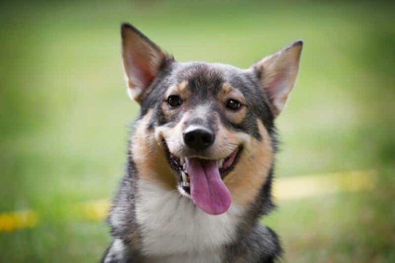 The Swedish Vallhund: A Lively Companion with a Fascinating Viking Past