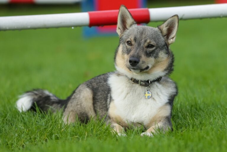 The True Cost of Owning a Swedish Vallhund: A Dog Lover&lsquo;s Guide