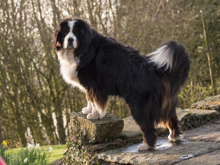 Discover the Loyal and Versatile World of Swiss Dog Breeds