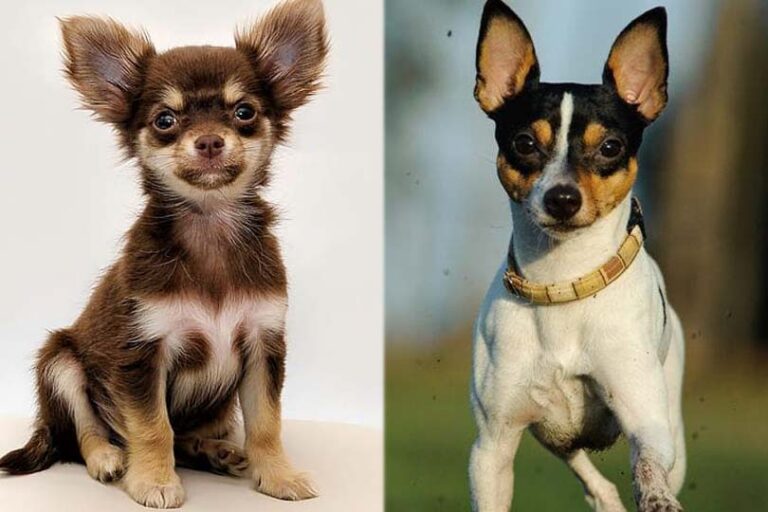 Taco Terrier (Chihuahua & Toy Fox Terrier Mix): Facts, Pictures, Traits & More!