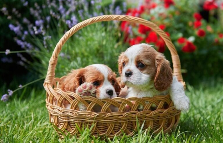 Teacup Cavalier King Charles Spaniel: Pictures, Care, Info, and More