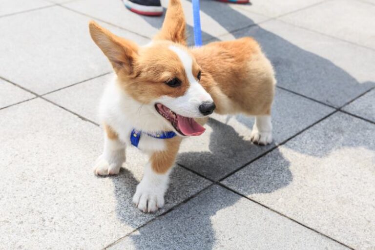 Teacup Corgi: Facts, Origin & History (With Pictures)