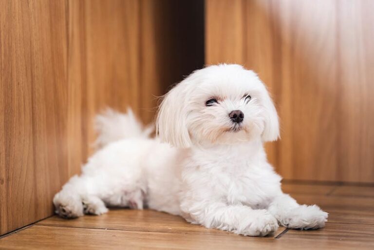 Everything You Need to Know About Teacup Maltese: Tiny Dogs With Big Hearts