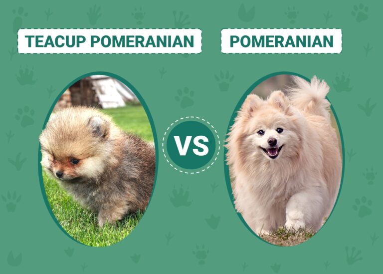 Teacup Pomeranian vs. Pomeranian: The Differences (With Pictures)