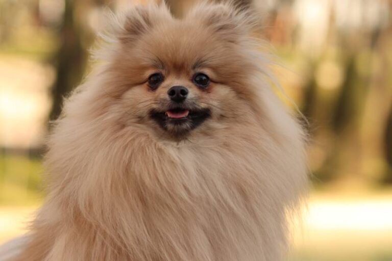 Everything You Need to Know About the Adorable Teddy Bear Pomeranian