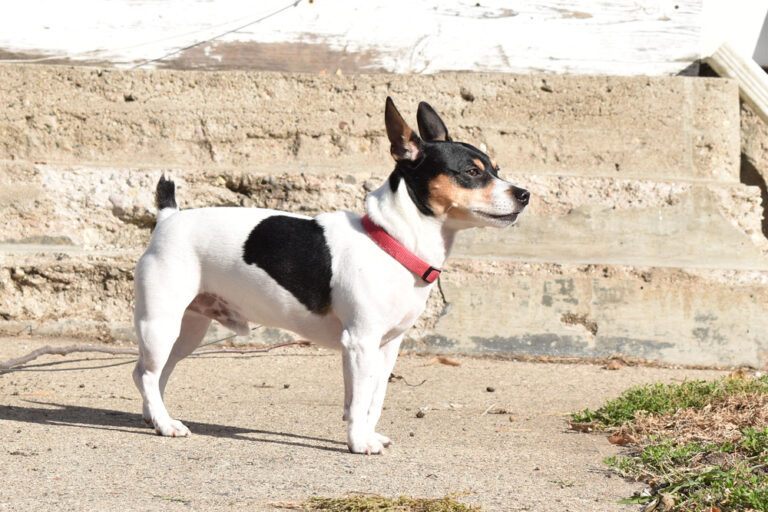 Teddy Roosevelt Terrier Colors: A Vibrant Guide for Dog Lovers
