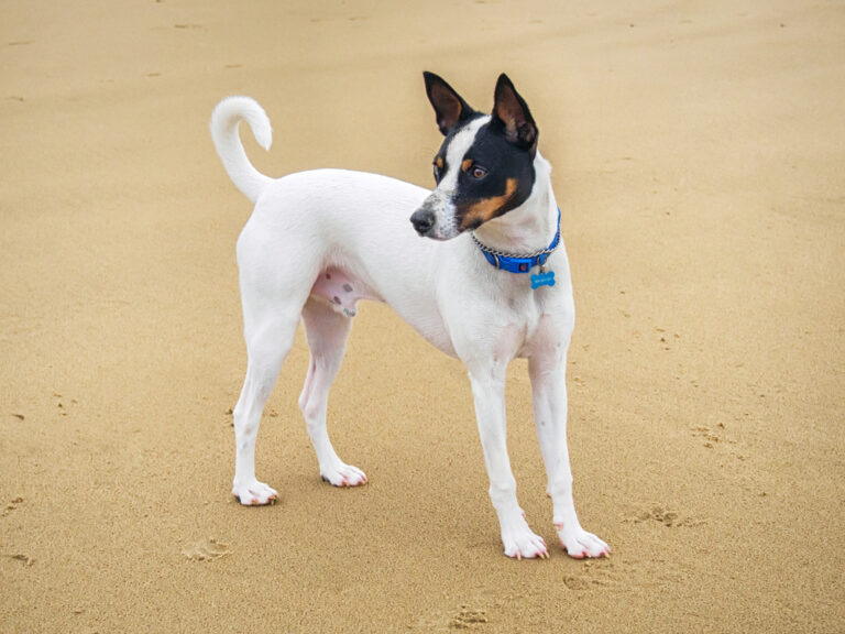 The Tenterfield Terrier: Australia&lsquo;s Charming Ratting Dog