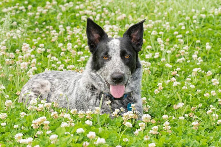The Texas Heeler: A High-Octane Herding Dog with Boundless Heart
