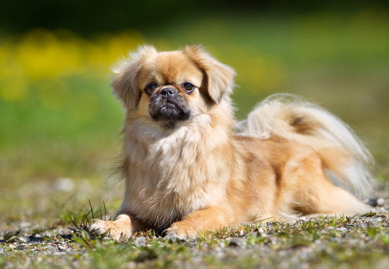 The Tibetan Spaniel: Big Dog Attitude in a Pint-Sized Package
