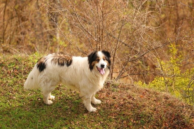 The Tornjak: A Majestic and Mighty Guardian Breed