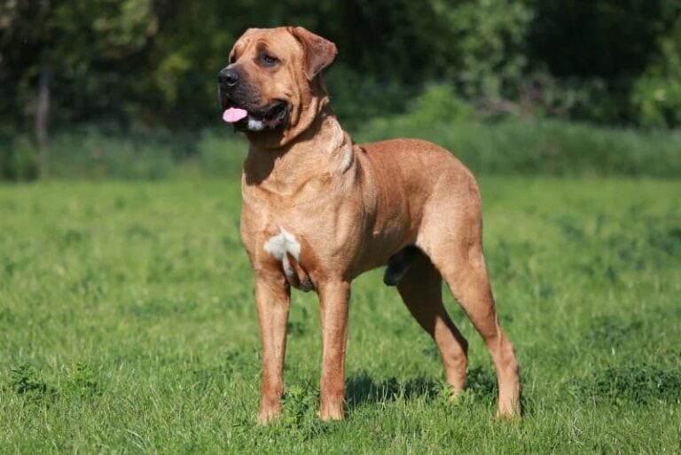 The Majestic Tosa: A Comprehensive Guide to Japan&lsquo;s Gentle Giant Dog Breed
