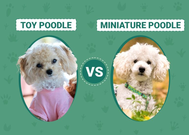 Toy Poodle vs Miniature Poodle: Which Petite Poodle is Your Perfect Match?