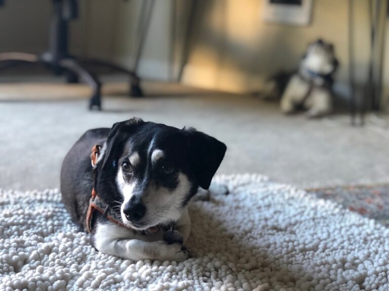 The Toy Rat Doxie: A Comprehensive Guide to the Dachshund Rat Terrier Mix