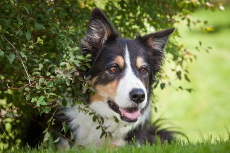 Tri-Color Border Collie: The Smart, Stunning Herding Dog