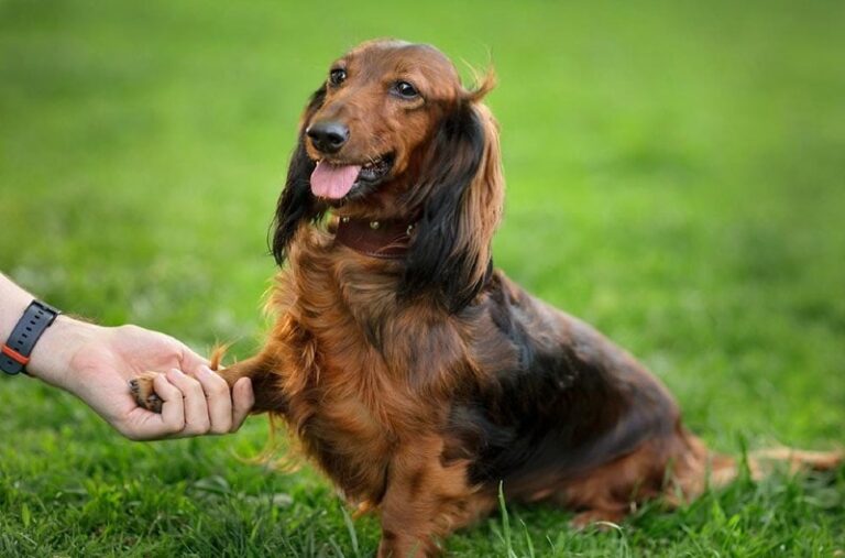 10 Different Types of Dachshunds (With Pictures)