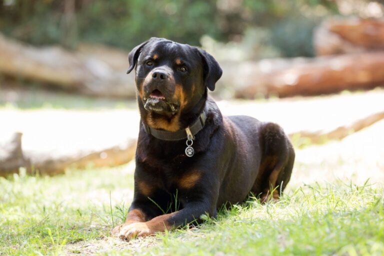 3 Types of Rottweiler Dog Breeds: An Overview (With Pictures)