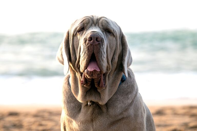 Ultimate Mastiff Dog Breed Guide: Info, Pictures, Care & More!