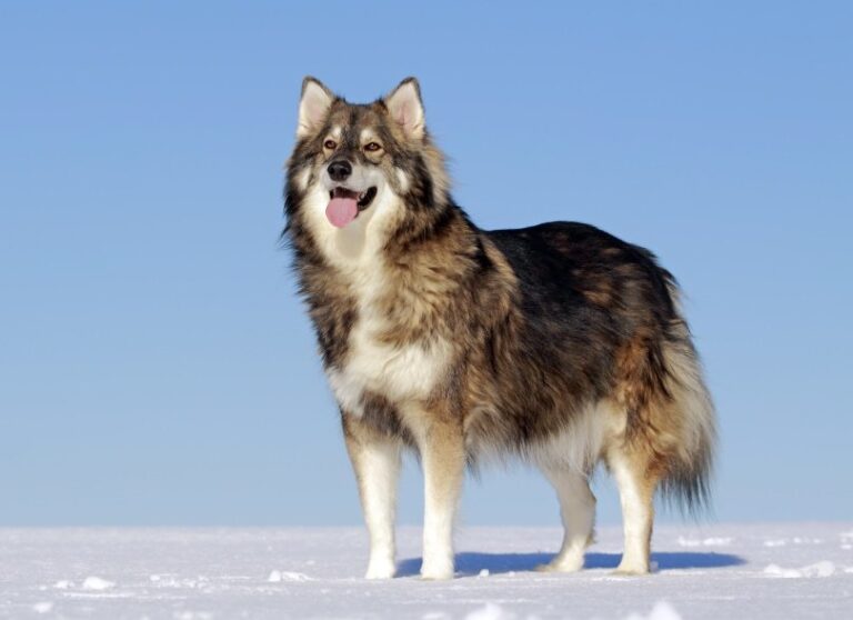 The Utonagan: A Wolf in Dog&lsquo;s Clothing