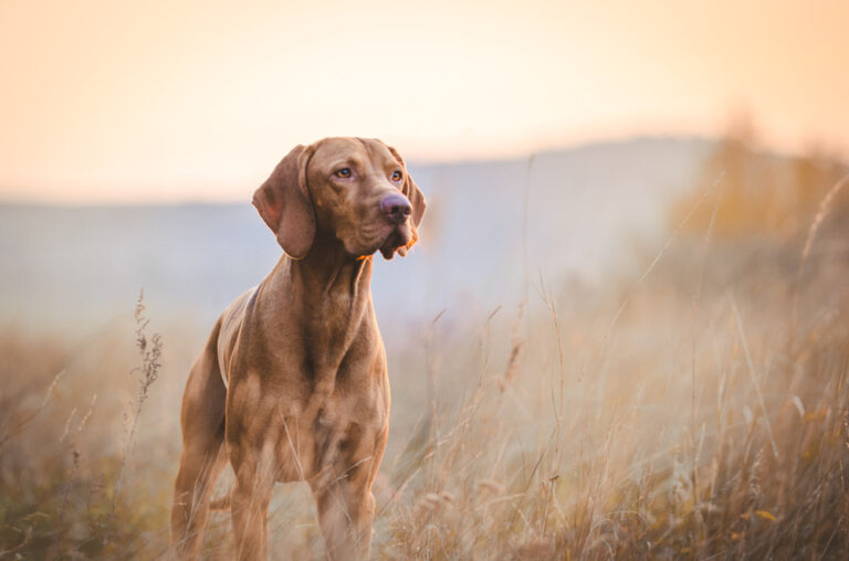 The Vizsla: Versatile Hungarian Hunter and Velcro Companion