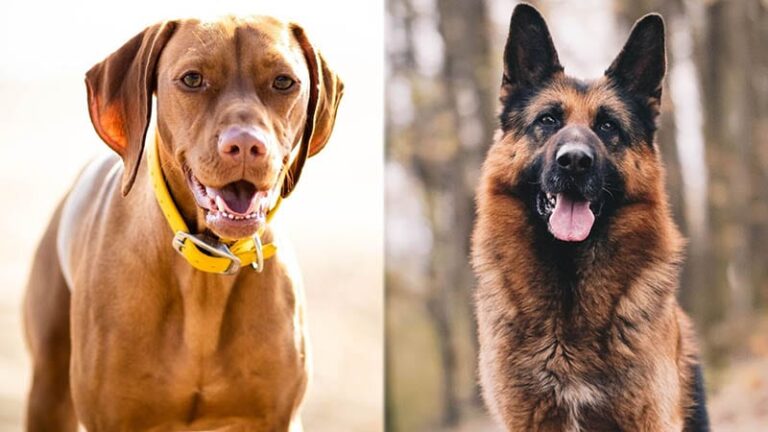 Vizsla German Shepherd Mix: The Ultimate Active Companion Dog