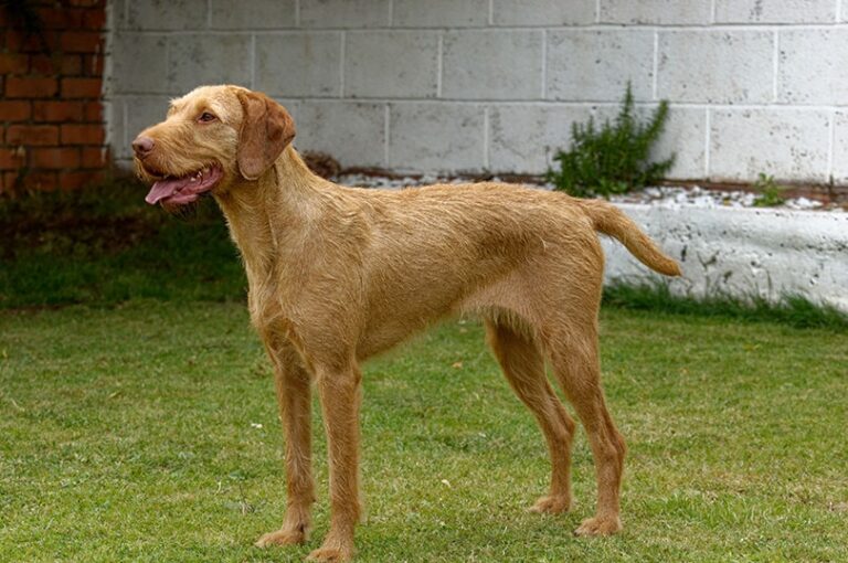 Vizslas: Versatile Hungarian Pointers with Boundless Energy and Heart