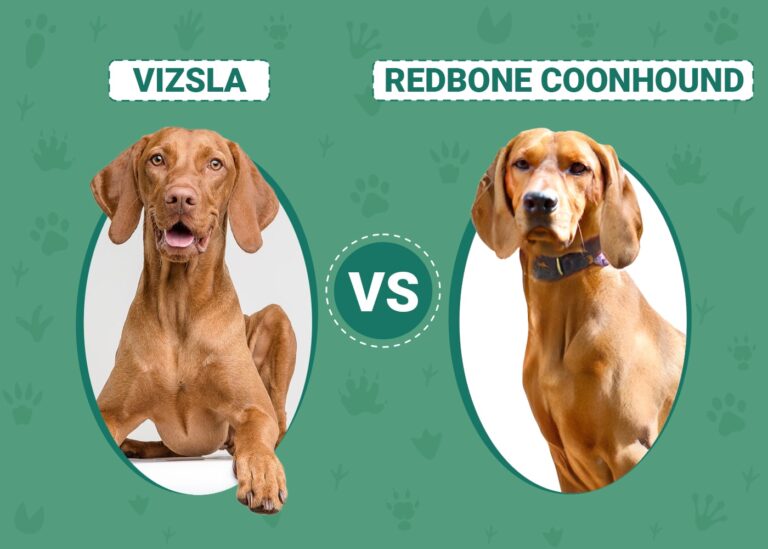 Vizsla vs Redbone Coonhound: An In-Depth Comparison for Dog Lovers