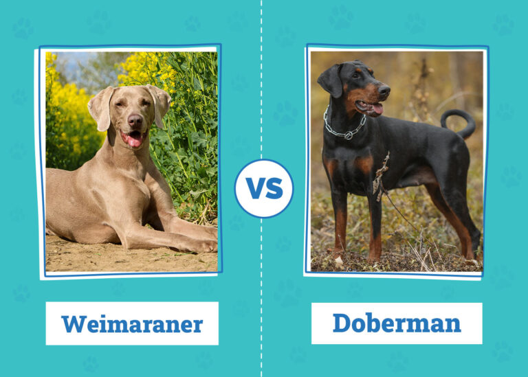Weimaraner vs. Doberman: Key Differences (With Pictures)