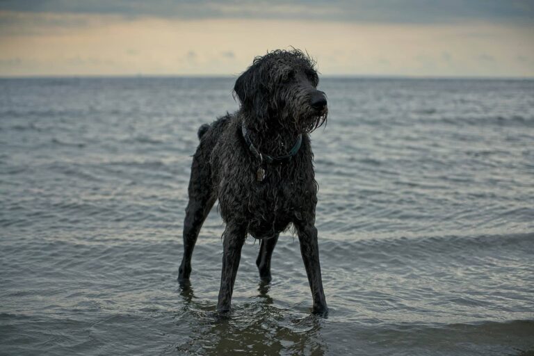 The Wonderful Weimardoodle: An Expert&lsquo;s Guide to the Versatile Weimaraner-Poodle Mix