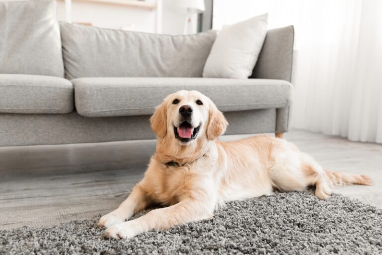The Dog Lover&lsquo;s Guide to Well-Tempered Breeds