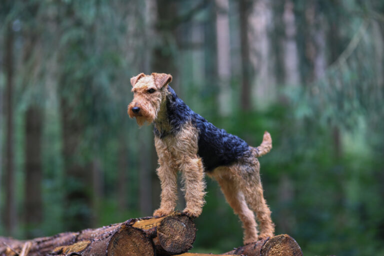 The Wonderful Welsh Terrier: A Complete Guide to the Compact Canine Powerhouse
