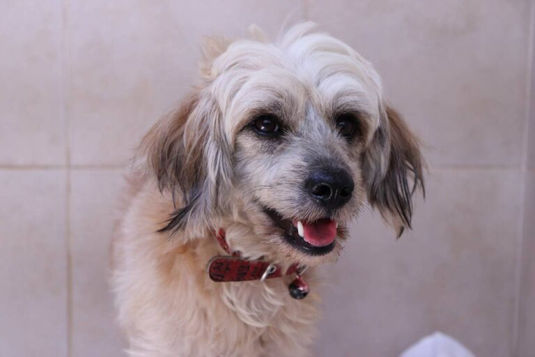 Weshi (West Highland White Terrier & Shih Tzu Mix): Info, Pictures, Care & More!